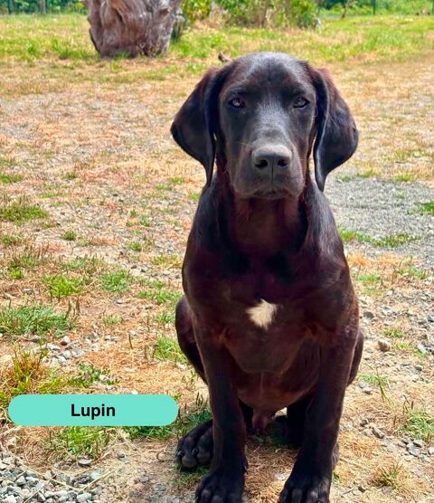 Lupin, crois&eacute; cane corso &agrave; adopter 300 44650 Legé