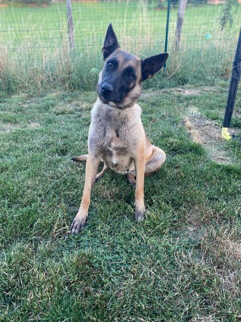 Berger Belge Malinois Femelle 300 42260 Saint-julien-d'oddes