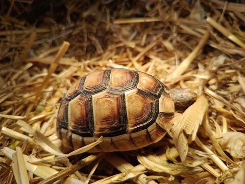 Tortues Testudo Marginata 100 57400 Sarrebourg
