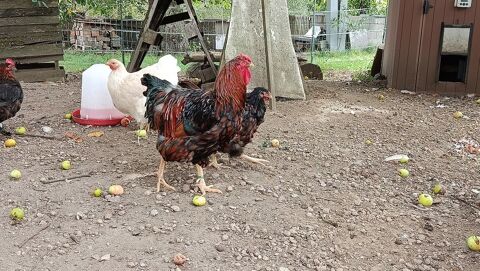 Coq wyandotte GR 15 88120 Saint-amé