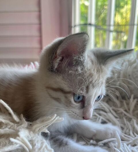 ✨️ CHA-AM ✨️ 🐱 190 92500 Rueil-malmaison