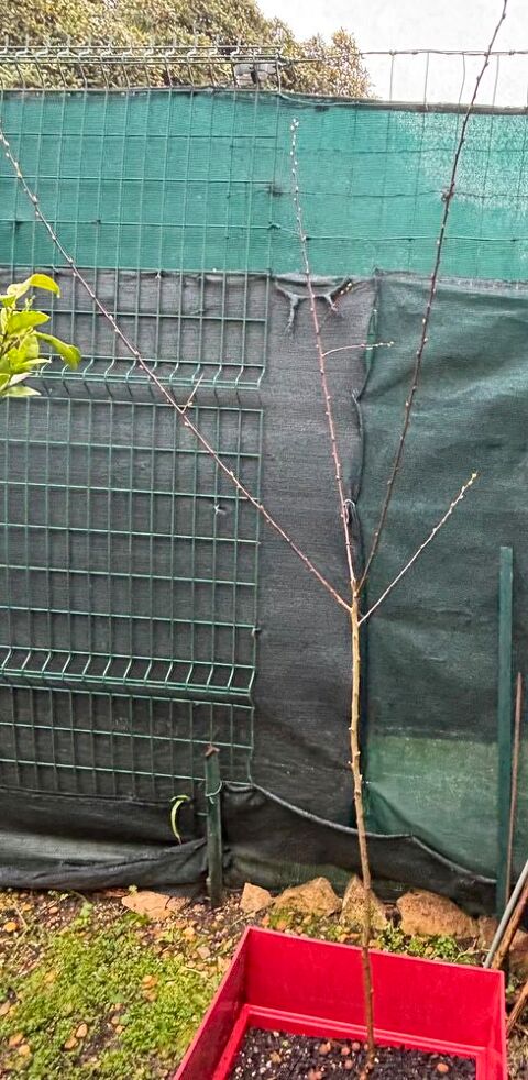 Arbre Abricotier 30 Lunel (34)