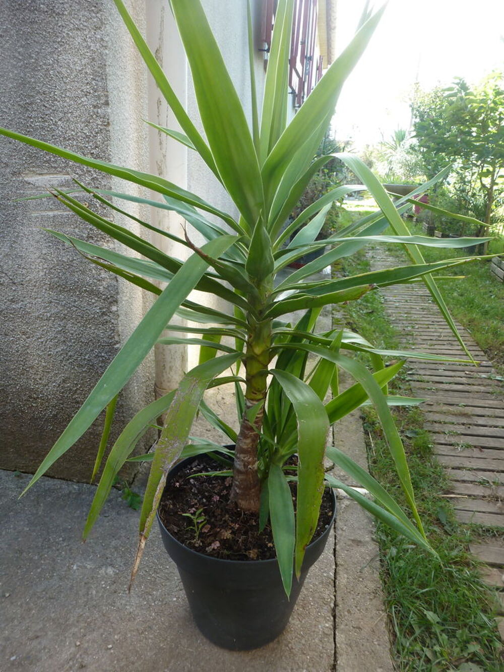 Yucca d'int&eacute;rieur Jardin