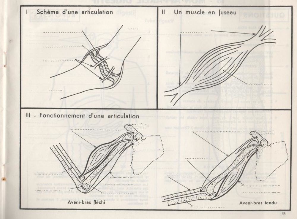 Cahier de sciences physique et naturelles - L'homme Livres et BD