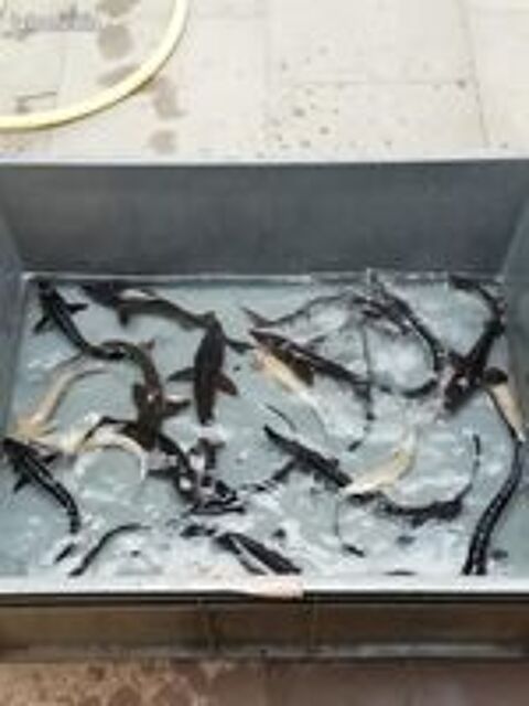   poisson de bassin ou pour aquarium 
