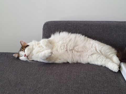 Donne Rillette chatte très affectueuse et joueuse de 5 ans 0 77250 Moret-sur-loing