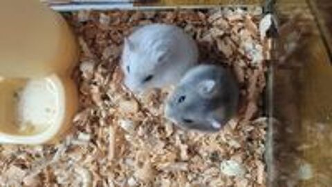   Hamster russe à donner contre bon soin  