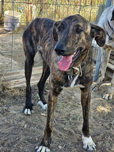 ANUBIS 300 95610 ragny