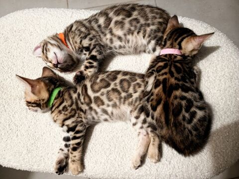 Adorables chatons Bengal disponibles à l'adoption 1200 91670 Angerville