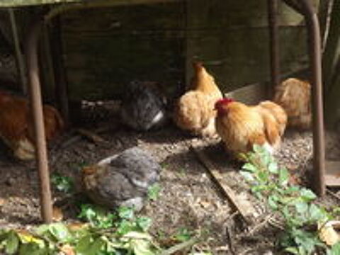   couples de pekins 