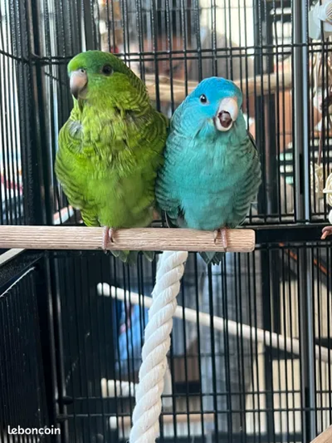  perruche Catherine 0 79330 Saint-varent