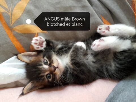 Maine coon 900 11000 Carcassonne