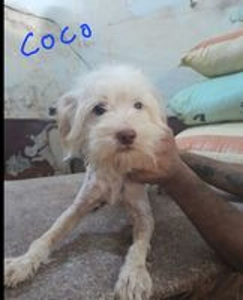   COCO MLE NON CASTR 2ANS1/2 A SAUVER D'GYPTE ADOPTION SEULEMENT  