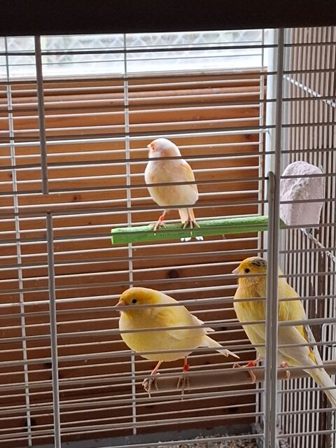 canaris 25 38230 Chavanoz