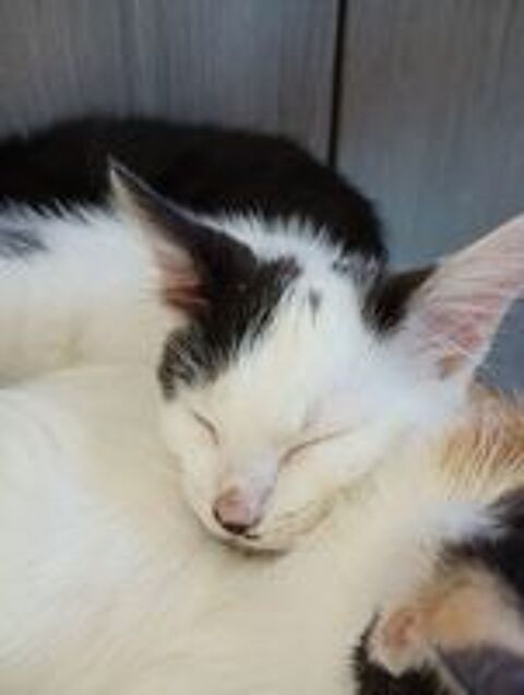   Don Chat 