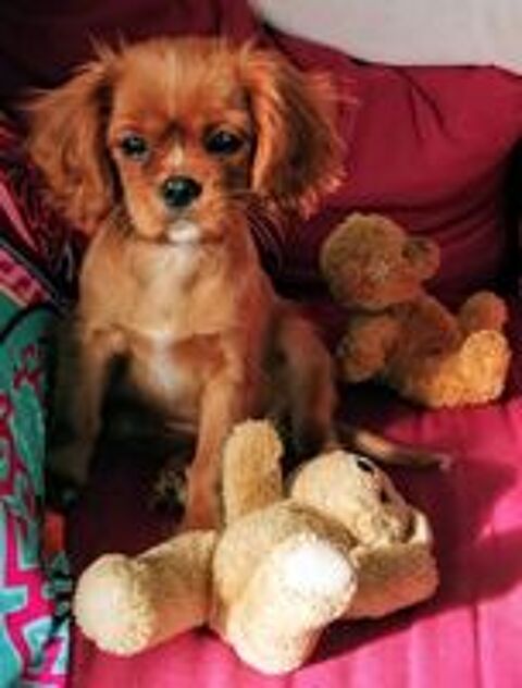   Cavalier king Charles rubis pour saillie  