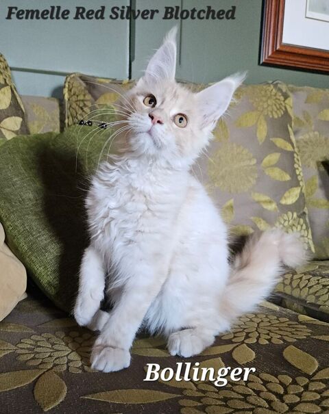 Chaton Maine Coon LOOF. Femelle Roux  1100 53120 Hercé