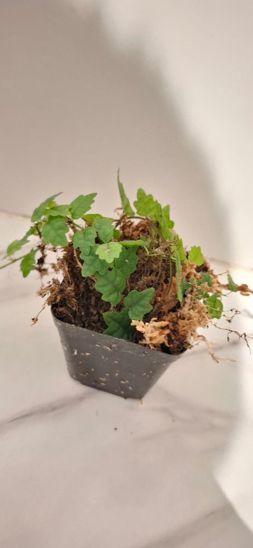 Ficus Quercifolia - plante terrarium- Décoration