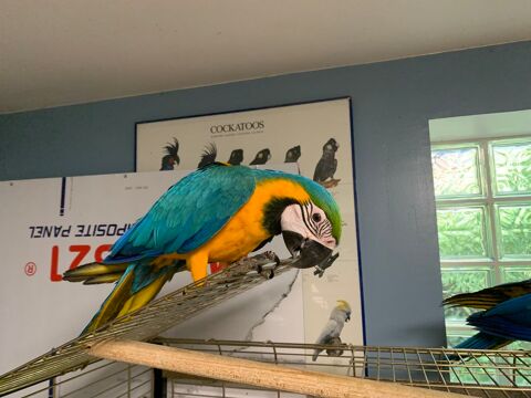 ARA  ararauna perroquet 1400 86000 Poitiers