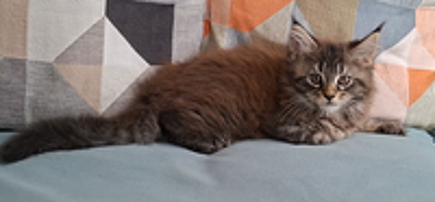   chaton femelle Maine Coon LOOF 