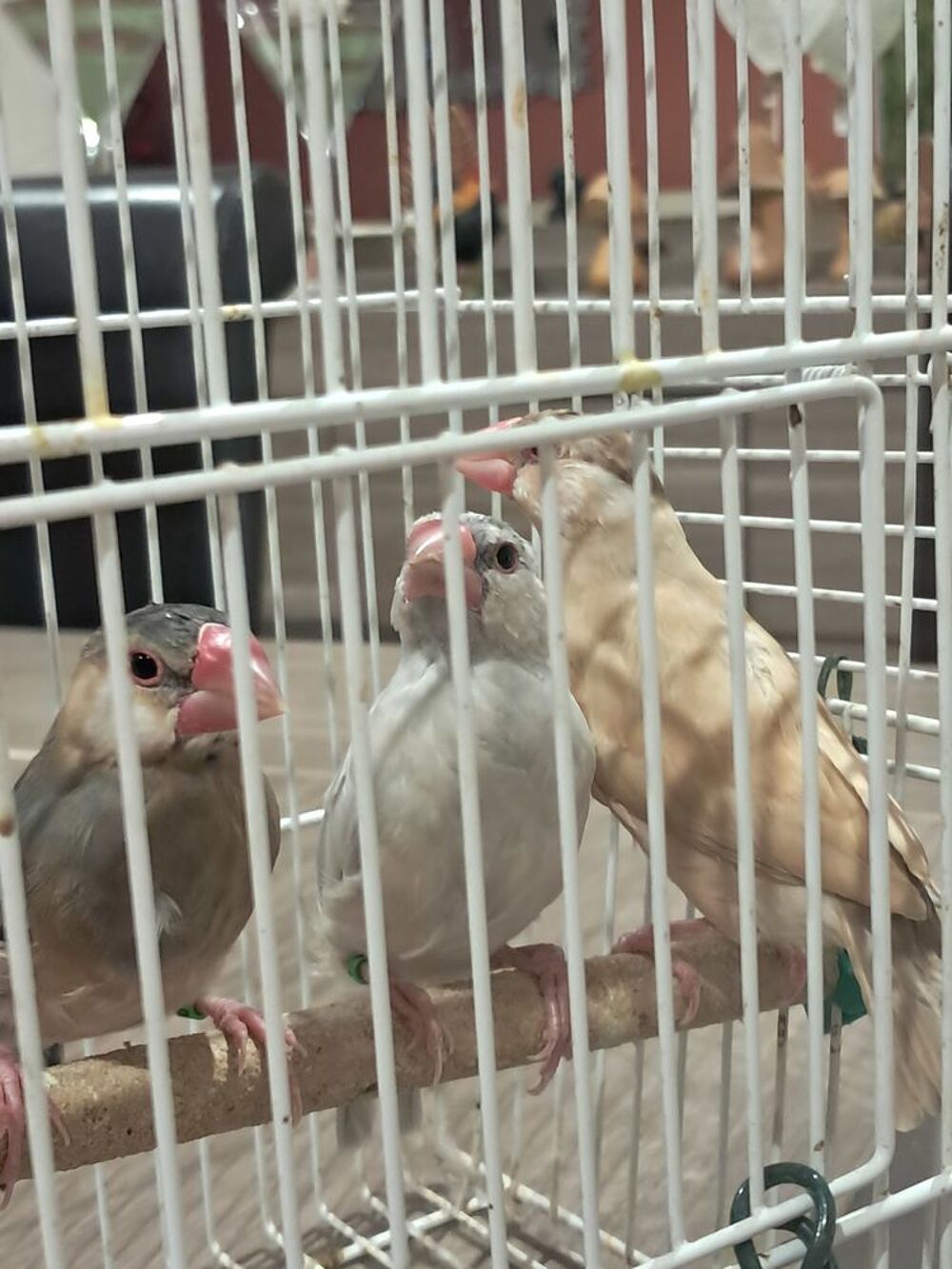     oiseaux 