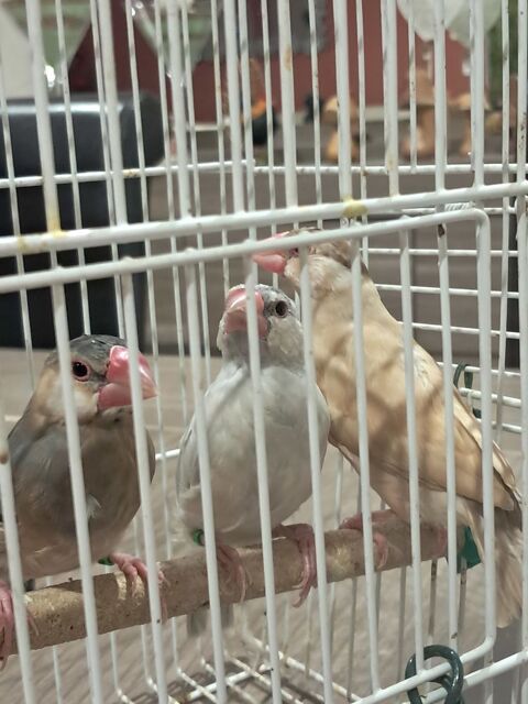   oiseaux 30 01750 Replonges