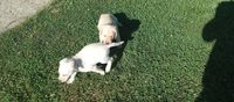   Chiots Labrador à réserver ? nés le 29 juin 2026
