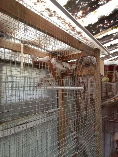 Ins&eacute;parables personata, padda 40 56350 Rieux