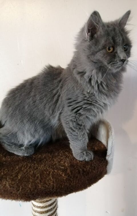 Jolie Chaton femelle british  bleu 650 65370 Siradan