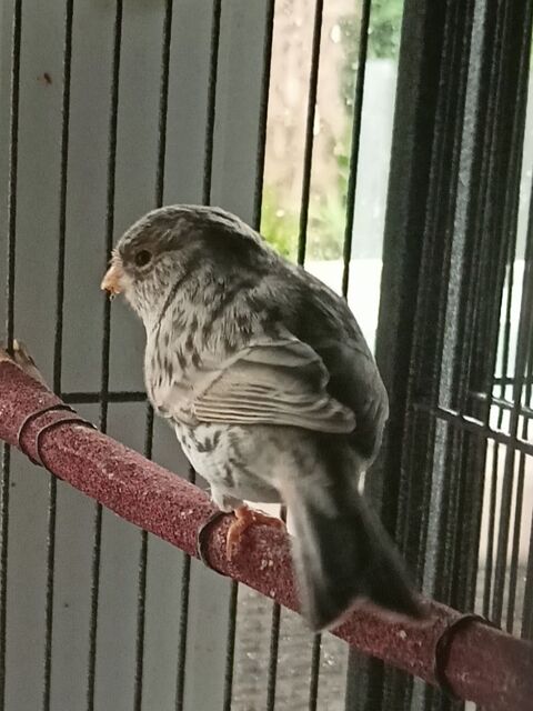 Canaris agate mosa&iuml;que rouge  30 77750 Saint-cyr-sur-morin