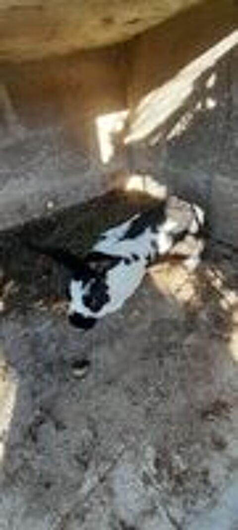   LAPIN FERMIER MÂLE REPRODUCTEUR  