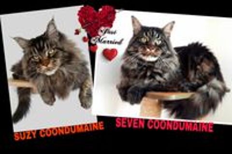   CHATONS MAINE COON CHATTERIE COONDUMAINE BARONVILLE 57340 