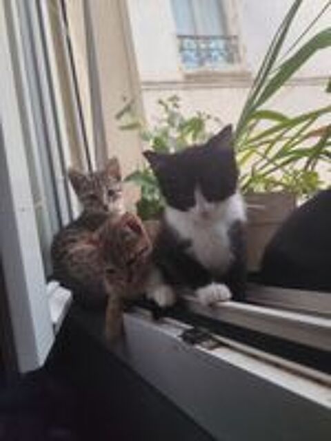  Chatons 2 mois 