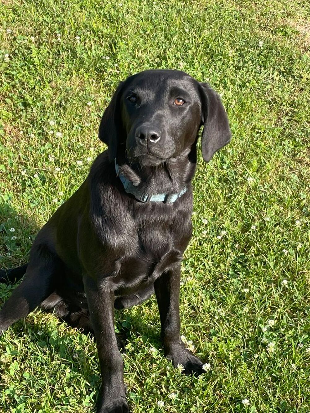   Jeune màle Labrador 