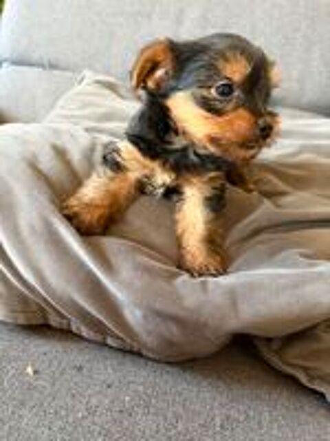   Chiot yorkshire  