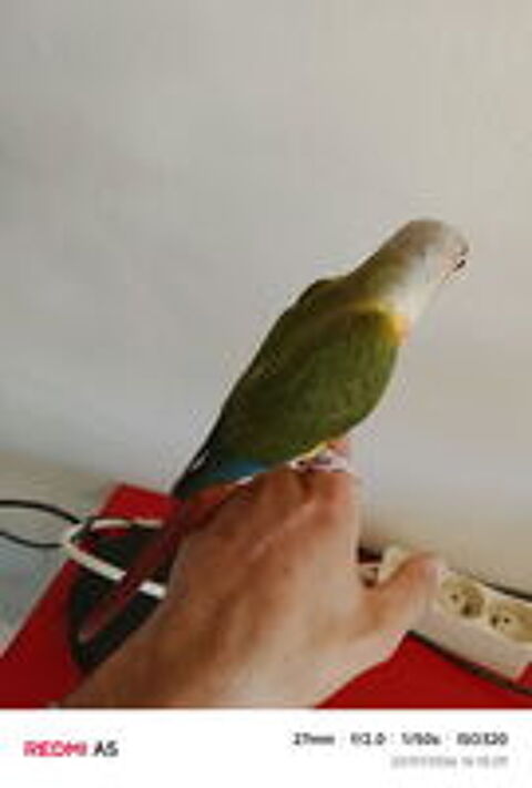   Femelle conure de molinae ananas  