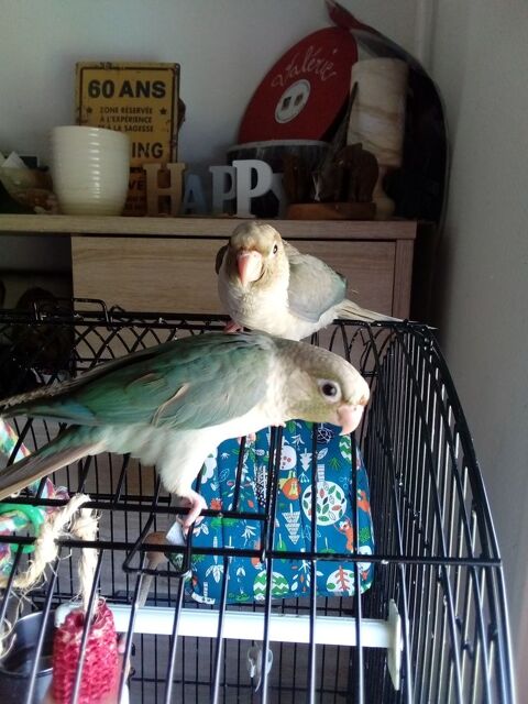 Conure molinae turquoise violet eam 200 47200 Marmande