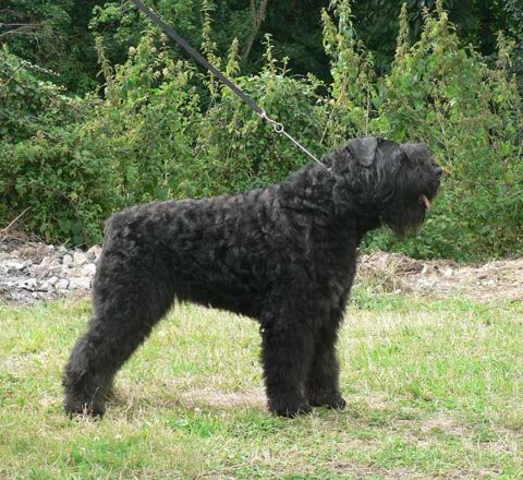Chiots Bouvier des Flandres 1000 16110 Saint-projet-saint-constant