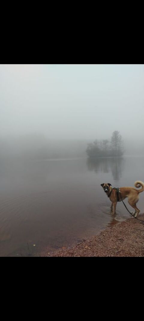 Viksy &agrave; adopter 0 61320 Carrouges