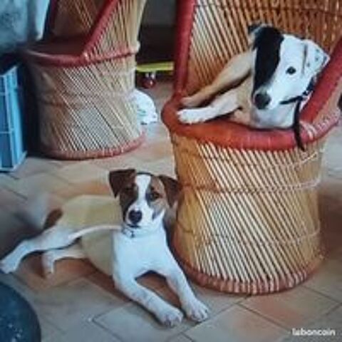   SAILLIE JACK-RUSSELL Bicolor NOIR & BLANC Trs belle ligne
