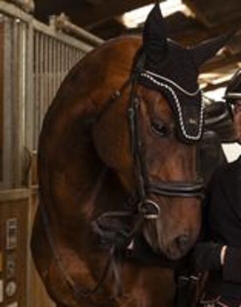   Cheval dressage 9 ans pour St George mini 