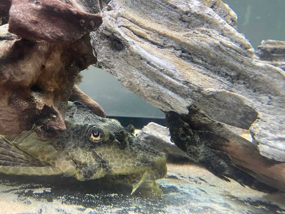 " D&eacute;coration aquarium " Meubles