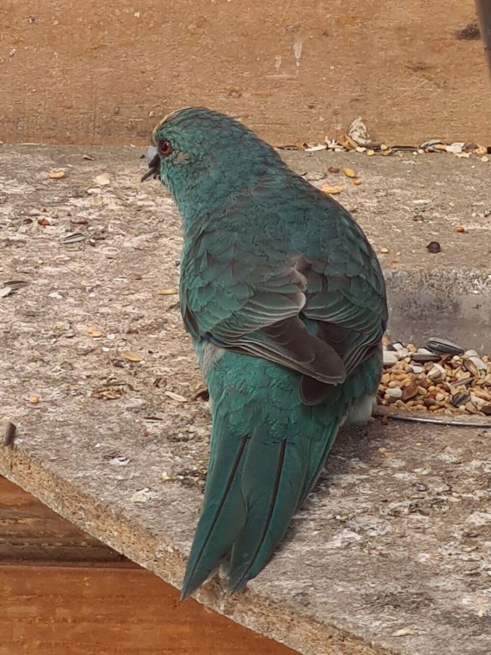   kakariki bleu 