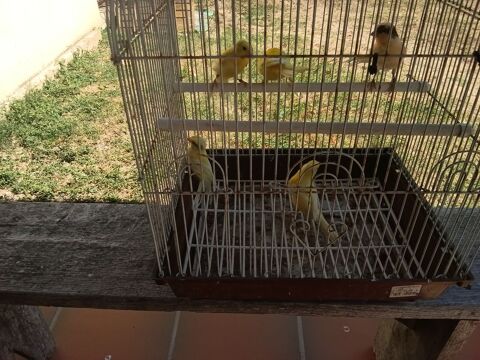 Canaris canaris bagué 2025 20 33750 Nrigean