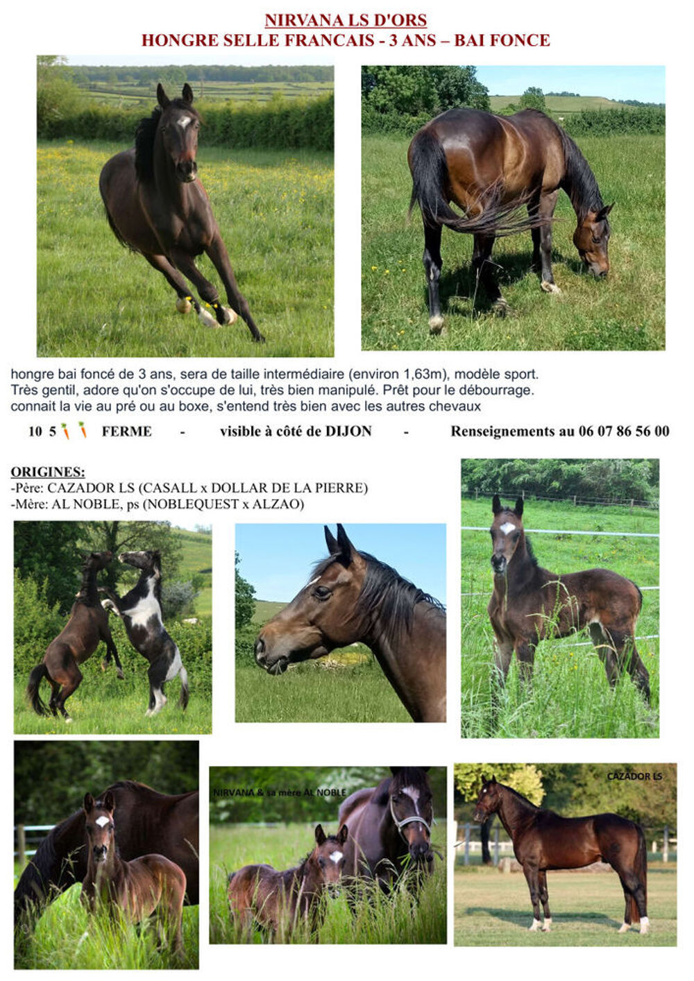   très joli cheval de sport noir par Cazador la silla  