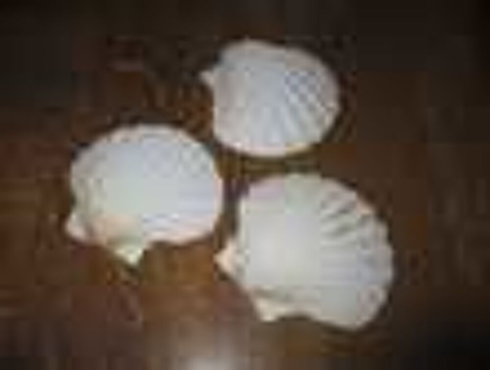 Tr&egrave;s grandes coquilles saint jacques Décoration