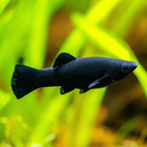   Guppy, guppy endler, , molly noir, cichlidé. 