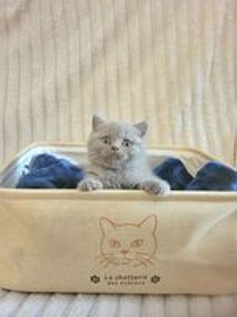   Chaton british shorthair  