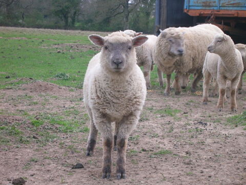 deux agnelles nees en fevrier 2025 280 85430 Nieul-le-dolent