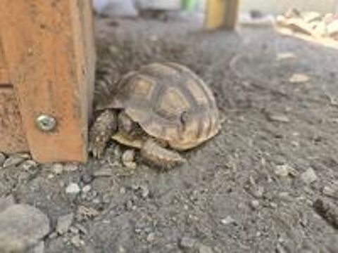   Tortue sulcata juvénile 2 ans 